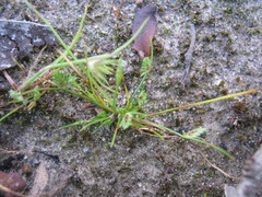 Isolepis levynsiana