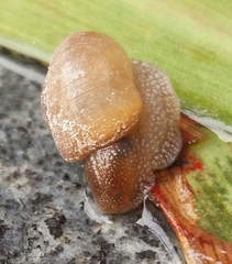 Acusta rhodostoma