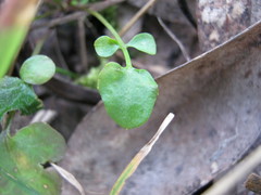 Cardamine paucijuga
