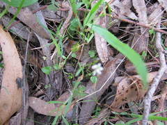 Cardamine paucijuga