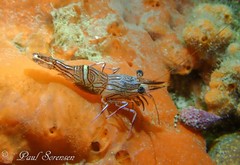 Rhynchocinetes australis