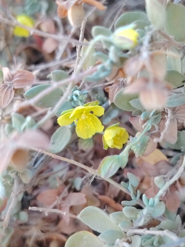 Helianthemum canariense