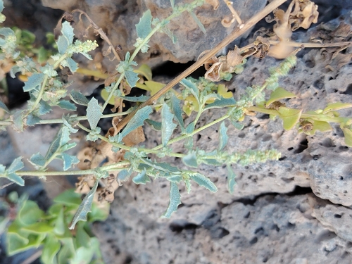 Atriplex suberecta, photograph 3