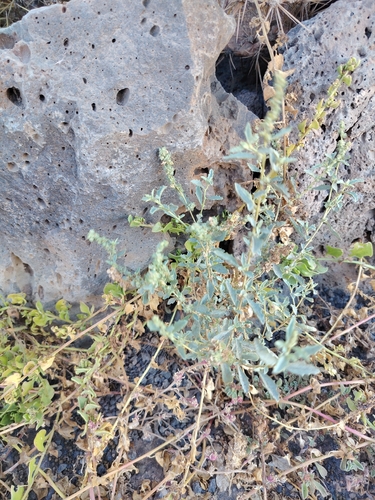 Atriplex suberecta, photograph 4