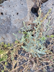 Atriplex suberecta, photograph (c) Sean Hartnett, some rights reserved (CC BY)