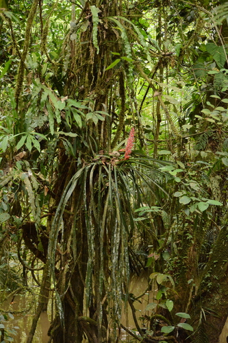 Aechmea vallerandii, photograph 2