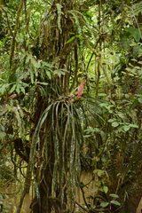 Aechmea vallerandii, photograph (c) Siddarth Machado, some rights reserved (CC BY)