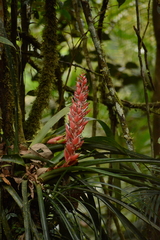 Aechmea vallerandii, photograph (c) Siddarth Machado, some rights reserved (CC BY)