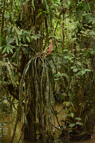 Aechmea vallerandii