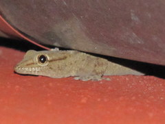 Tarentola annularis