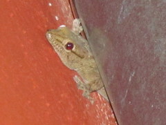 Tarentola annularis