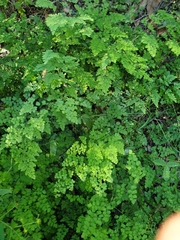 Adiantum atroviride
