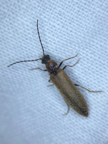 bordered click beetle