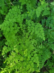 Adiantum atroviride
