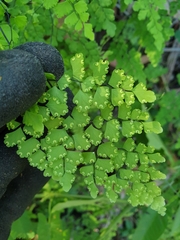 Adiantum atroviride