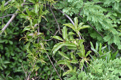 Strophanthus divaricatus