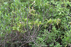 Strophanthus divaricatus