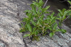 Strophanthus divaricatus