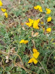 Lotus lancerottensis