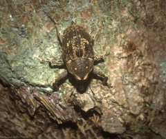 Eutyrhinus meditabundus