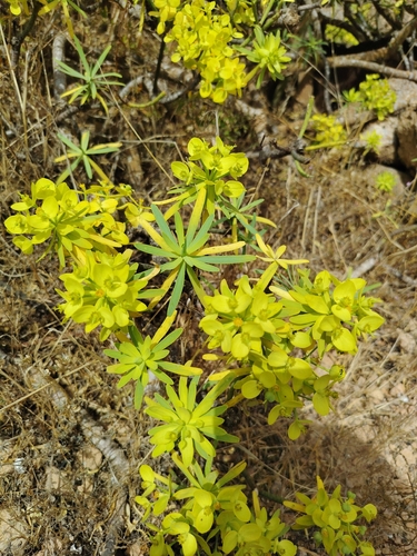 Euphorbia regis-jubae, photograph 5