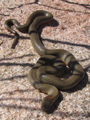 Diadophis punctatus modestus