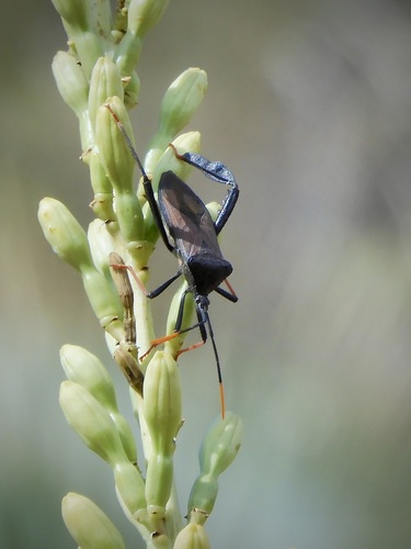 Giant Agave Bug