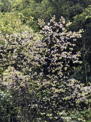Prunus transarisanensis