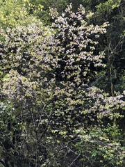 Prunus transarisanensis
