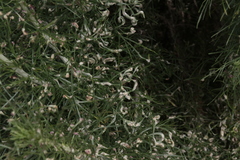 Aceria paracalifornica