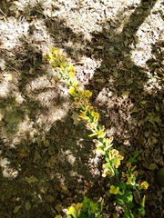 Chamaecytisus hirsutus