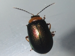 Agelasa nigriceps