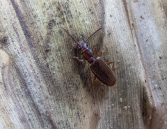 Cryptamorpha brevicornis