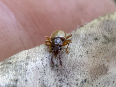 Cryptamorpha brevicornis