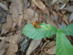 Euurobracon breviterebrae