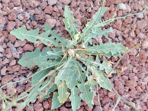 Launaea nudicaulis