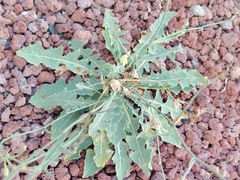 Launaea nudicaulis
