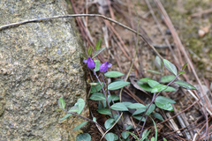 Polygala japonica