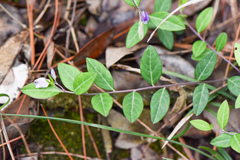 Polygala japonica