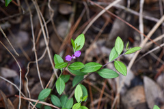 Polygala japonica