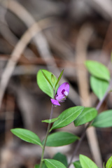 Polygala japonica