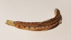 Cobitis
