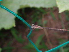 Indolestes peregrinus