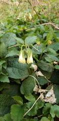 Symphytum tuberosum