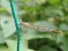 Indolestes peregrinus