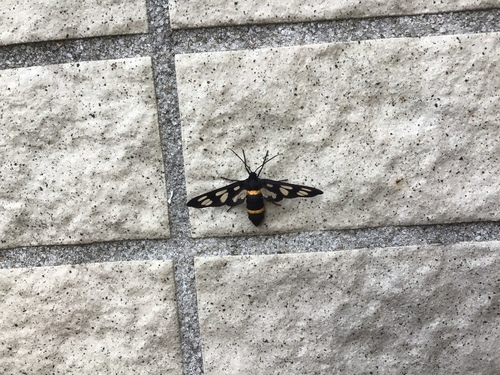 Japanese Nine-spotted Moth