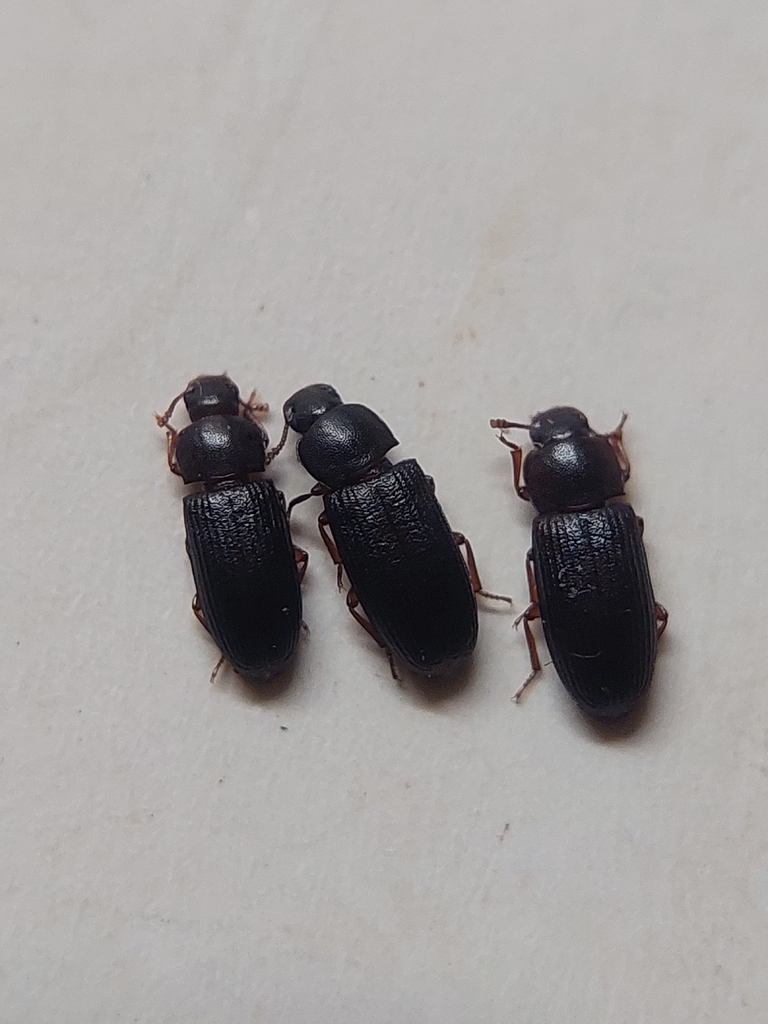 black flour beetle