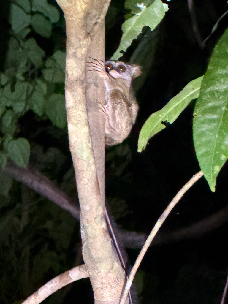 Niemitz's Tarsier (Tarsius niemitzi)