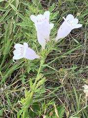 Penstemon cobaea, photograph (c) saltyhiker, some rights reserved (CC BY)