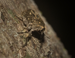 Eutyrhinus meditabundus